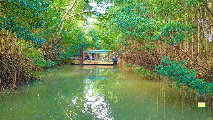 One of Le Mantou's boats in the middle of a tour, across the Cocottte, surrounded by the mangrove.